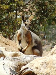 Yellow Footed Rock Wallaby